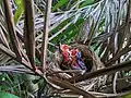 Juvéniles de "merle de Maurice" photographiés à La Réunion