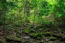 Kakum national park (Ghana)