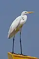 Grande Aigrette dans le Kadalundi Bird Sanctuary (en) au Kérala (Inde), décembre 2022.
