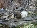 Sous-espèce Sciurus aberti kaibabensis