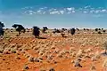 Le désert du Kalahari, l'autre désert de la Namibie.