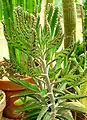 Hybride Kalanchoe daigremontiana × delagoensis