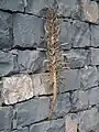 Sur un mur à Madère.