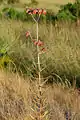 Kalanchoe daigremontiana dans la nature.