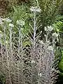Kalanchoe delagoensis avant floraison