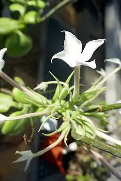 Kalanchoe schimperiana&nbsp;(de) (Crassulaceae).