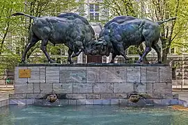 Kämpfende Wisente.