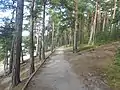 Sentier sur l'esker.