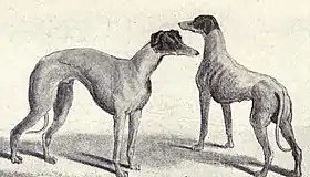 Deux lévriers australiens en 1915 (W.E. Mason - Dogs of all Nations)