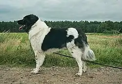 Un berger bulgare