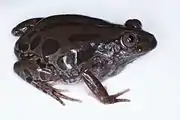 Kassina senegalensis.