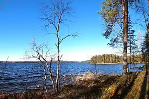 Rive du Keitele.