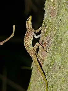Gecko Cnemaspis kendallii