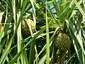 Pandanus odoratissimus.