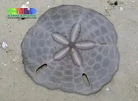 Test d'Echinodiscus tenuissimus (Astriclypeidae)