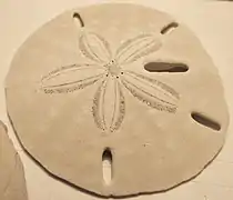 Test de Mellita quinquiesperforata.