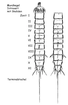 Métazoaire de la Méiofaune