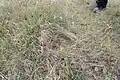Grattage dans l'herbe de Panthère des neiges dans la réserve naturelle de Naryn, au Kirghizstan.
