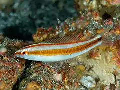 Halichoeres hartzfeldii