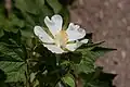 Fleur de Kitaibela vitifolia