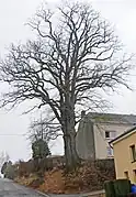 Le vieux chêne pédonculé en décembre 2007.