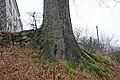 Le tronc du chêne ne porte pas encore de champignon en 2007