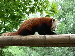 Panda roux