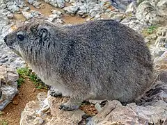 Daman du Cap (Procavia capensis) - Afrique du Sud