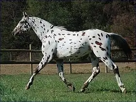 Knabstrub au trot