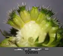 Fruits