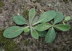Jeunes plants.