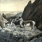 Restauration d'un mâle et d'une femelle par Charles R. Knight.