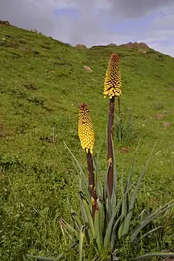 Kniphofia foliosa&nbsp;(es) (Xanthorrhoeaceae).