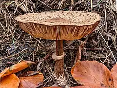 Autre Chlorophyllum rhacodes.