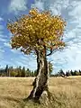 Vieil arbre.