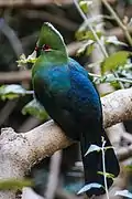 Tauraco corythaix en Afrique du Sud
