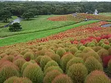 Plantation de massifs de Bassia scoparia en automne.