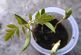 Plantule