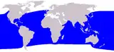 Kogia breviceps