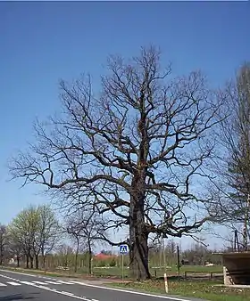 Korytów (Mazovie)
