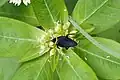 Hemithyrsocera palliata, une blatte, Inde.