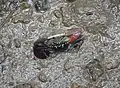 Crabe