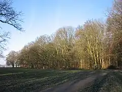 Chemin et massif d'arbres.