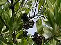 vieilles gousses entrelacées d’Acacia mangium dans l'arbre (appelé krathin-thepha en Thaïlande)