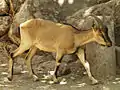 Capra aegagrus aegagrus