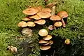 Kuehneromyces mutabilis,à l'état sec