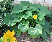 Plante et fleurs.