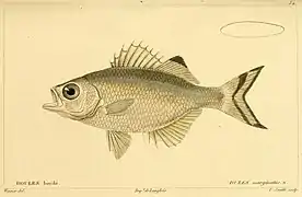 Kuhlia marginata