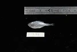 Kuhlia rupestris