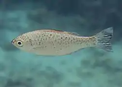 Kuhlia sauvagii